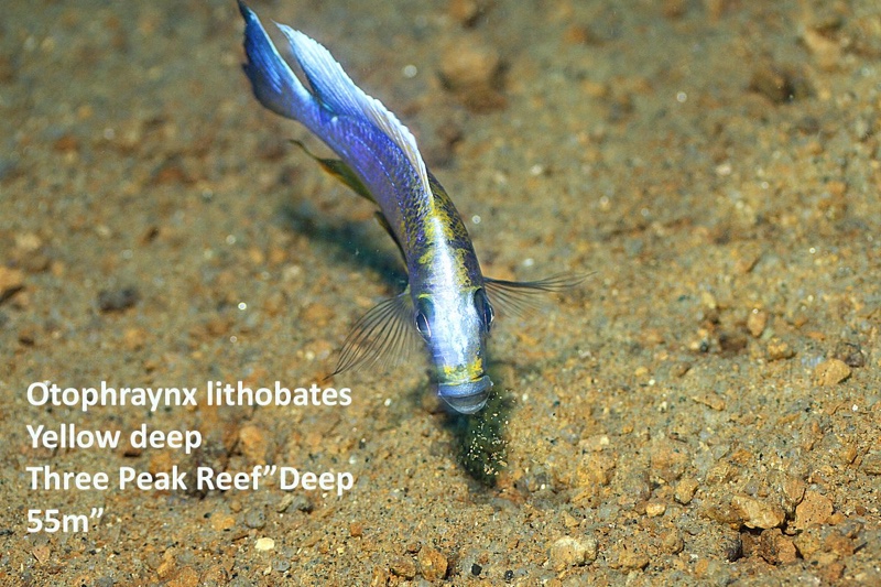 Otopharynx lithobates 'Three Peaks Reef'